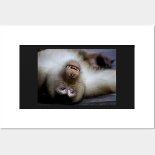 Not A Care In The World: Pig-tailed Macaque Portrait, Borneo Posters and Art